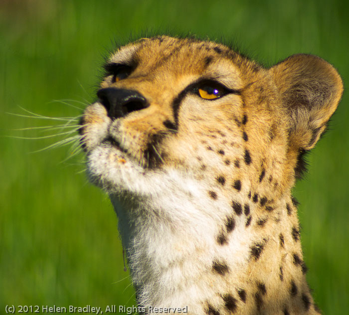 Cheetah