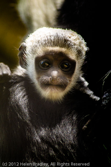Baby Colobus Monkey