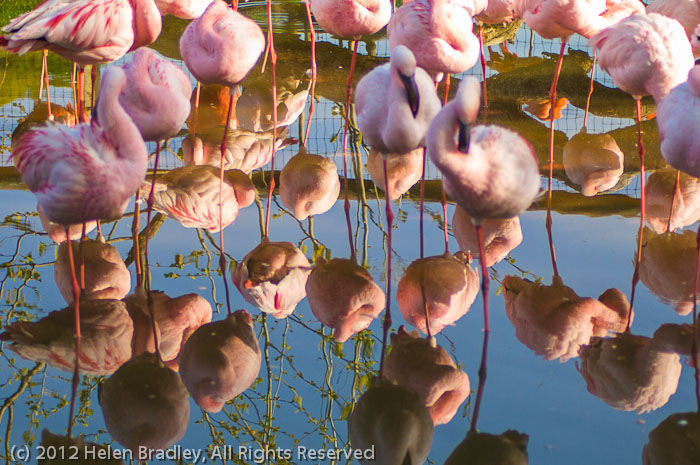 Flamingo