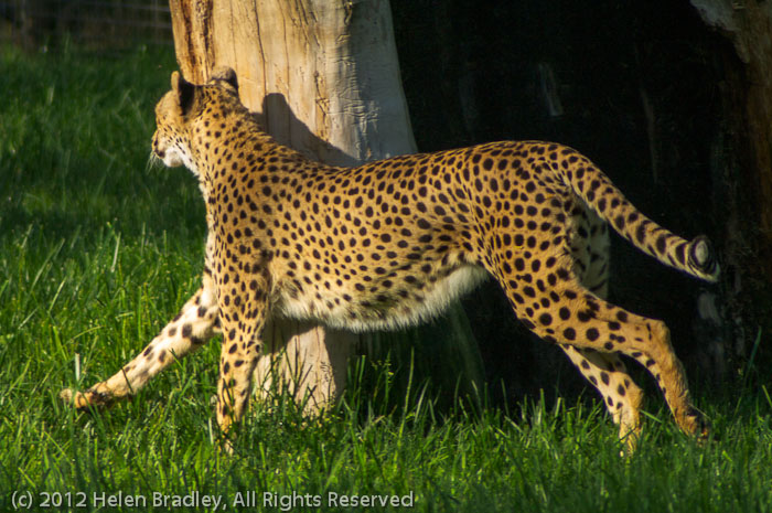 Cheetah
